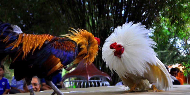 Hiểu quy tắc đá gà là kinh nghiệm đầu tiên